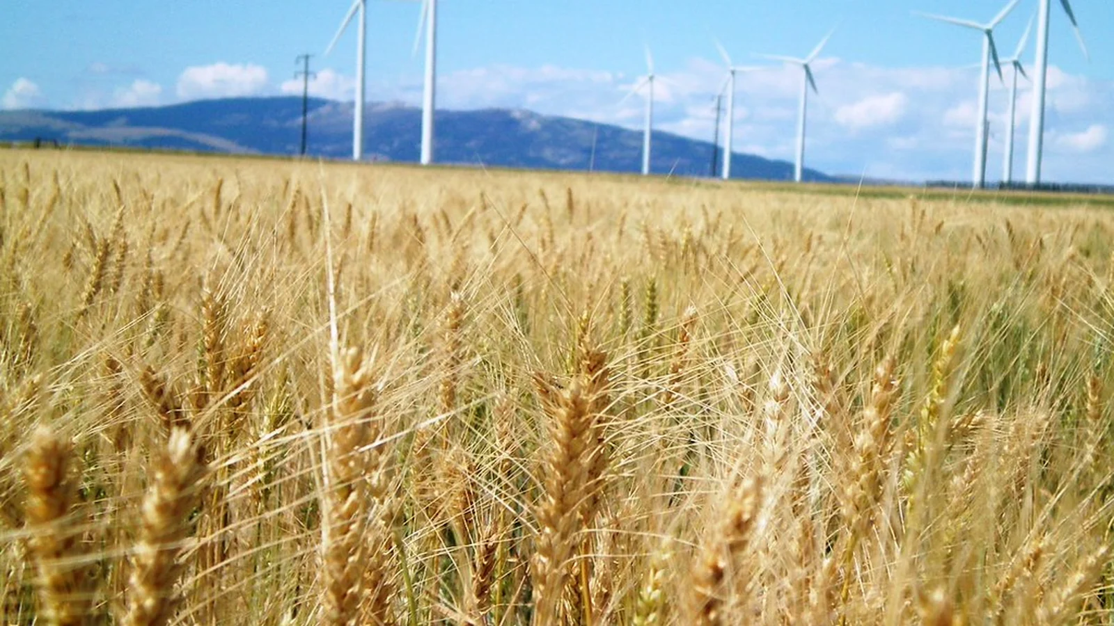 Wind Power Basics: How Turbines Turn Wind into Electricity