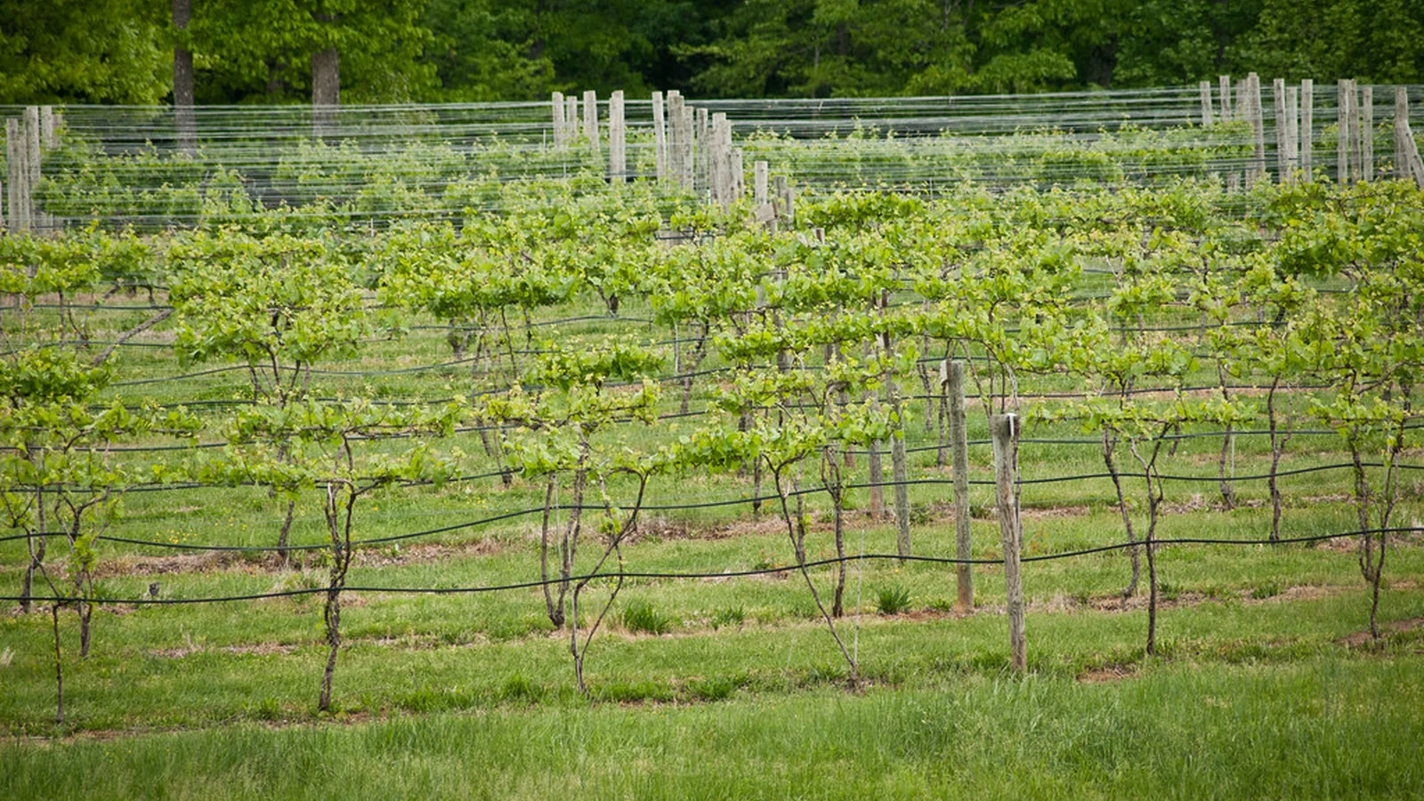 Unlocking Ecovoltaics: the Future of Sustainable Agrivoltaics