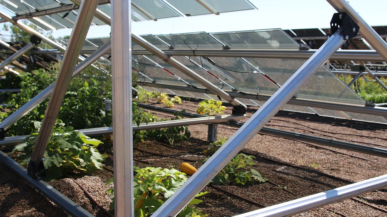 Navigating the Green Path: Understanding Sustainability and Environmental Impact